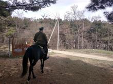 Черноморские казаки Севастополя осуществляют конное патрулирование лесного массива 